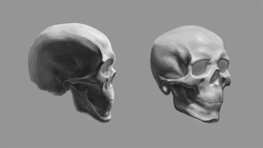 Sculls Study